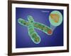 Telomere, Illustration-Gwen Shockey-Framed Giclee Print