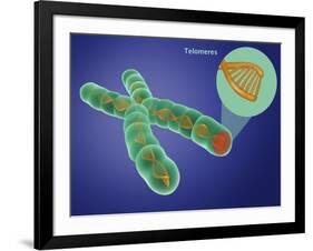 Telomere, Illustration-Gwen Shockey-Framed Giclee Print