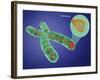 Telomere, Illustration-Gwen Shockey-Framed Giclee Print