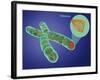 Telomere, Illustration-Gwen Shockey-Framed Giclee Print