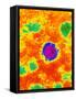 TEM of a Borna Disease Virus-Dr. Jurgen Richt-Framed Stretched Canvas