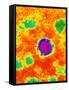 TEM of a Borna Disease Virus-Dr. Jurgen Richt-Framed Stretched Canvas