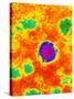 TEM of a Borna Disease Virus-Dr. Jurgen Richt-Stretched Canvas