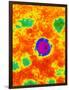 TEM of a Borna Disease Virus-Dr. Jurgen Richt-Framed Photographic Print