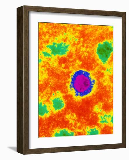 TEM of a Borna Disease Virus-Dr. Jurgen Richt-Framed Photographic Print