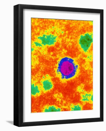 TEM of a Borna Disease Virus-Dr. Jurgen Richt-Framed Photographic Print