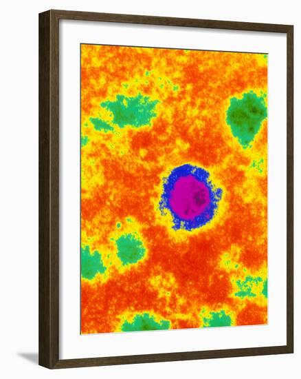 TEM of a Borna Disease Virus-Dr. Jurgen Richt-Framed Photographic Print