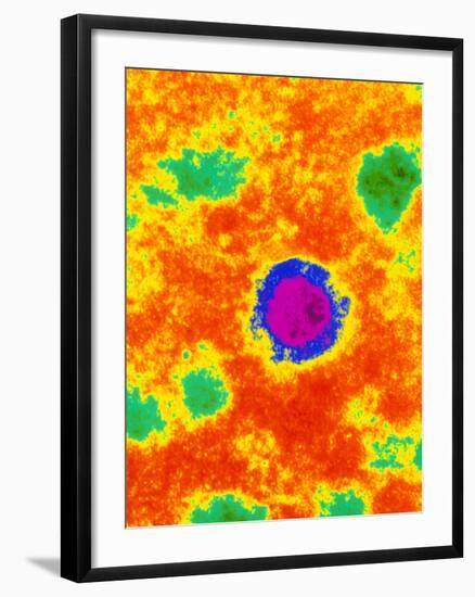 TEM of a Borna Disease Virus-Dr. Jurgen Richt-Framed Photographic Print