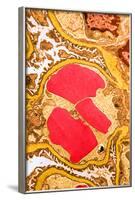 TEM of Glomerulus Capillary Loop-Science Source-Framed Photographic Print