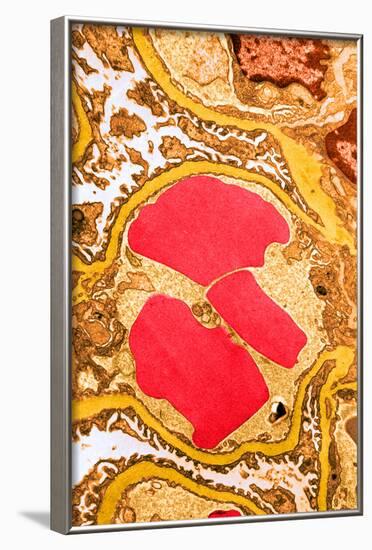 TEM of Glomerulus Capillary Loop-Science Source-Framed Photographic Print