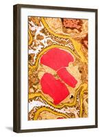 TEM of Glomerulus Capillary Loop-Science Source-Framed Photographic Print