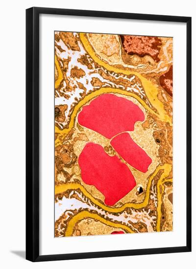 TEM of Glomerulus Capillary Loop-Science Source-Framed Photographic Print