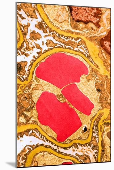 TEM of Glomerulus Capillary Loop-Science Source-Mounted Photographic Print