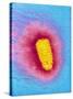 TEM of Rabies Virus-null-Stretched Canvas