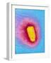 TEM of Rabies Virus-null-Framed Photographic Print