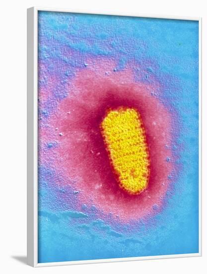 TEM of Rabies Virus-null-Framed Photographic Print