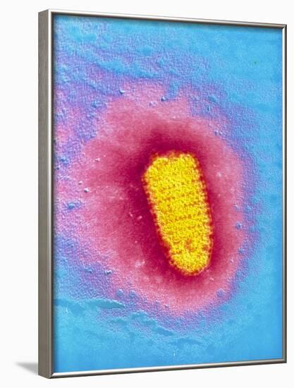 TEM of Rabies Virus-null-Framed Photographic Print