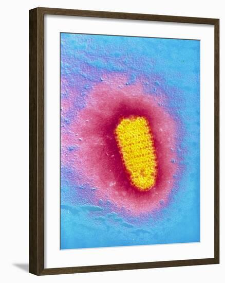 TEM of Rabies Virus-null-Framed Photographic Print