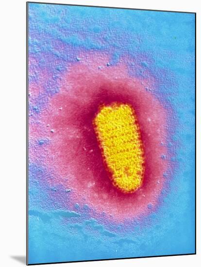 TEM of Rabies Virus-null-Mounted Photographic Print