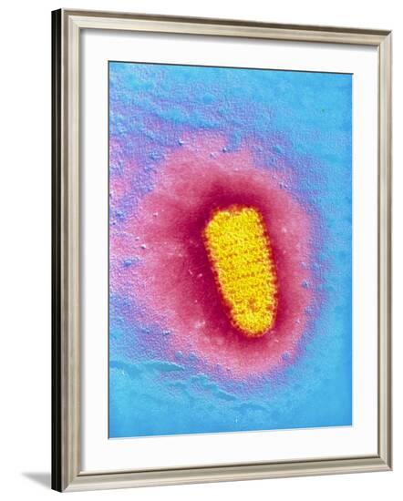 TEM of Rabies Virus--Framed Photographic Print
