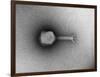 TEM of Single T4 Bacteriophage-M. Wurtz-Framed Photographic Print