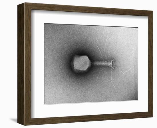 TEM of Single T4 Bacteriophage-M. Wurtz-Framed Photographic Print