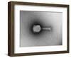 TEM of Single T4 Bacteriophage-M. Wurtz-Framed Photographic Print