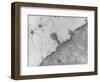TEM of T4 Bacteriophage Infecting E. Coli-J. Broek-Framed Photographic Print