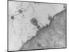 TEM of T4 Bacteriophage Infecting E. Coli-J. Broek-Mounted Photographic Print