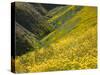 Temblor Range, Overlapping Hills in Fog, Kern County, California, USA-Terry Eggers-Stretched Canvas