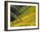 Temblor Range, Overlapping Hills in Fog, Kern County, California, USA-Terry Eggers-Framed Premium Photographic Print