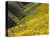 Temblor Range, Overlapping Hills in Fog, Kern County, California, USA-Terry Eggers-Stretched Canvas