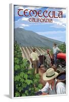 Temecula, California - Wine Grape Harvest-Lantern Press-Framed Art Print