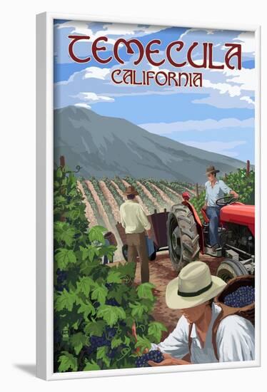 Temecula, California - Wine Grape Harvest-Lantern Press-Framed Art Print