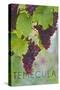Temecula, California - Wine Grapes on Vine-Lantern Press-Stretched Canvas