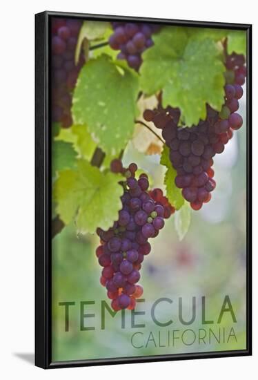 Temecula, California - Wine Grapes on Vine-Lantern Press-Framed Art Print