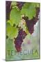 Temecula, California - Wine Grapes on Vine-Lantern Press-Mounted Art Print