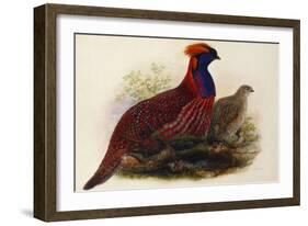 Temminck's Tragopan (Ceriornis Temminckii)-Henry Constantine Richter-Framed Giclee Print