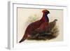 Temminck's Tragopan (Ceriornis Temminckii)-Henry Constantine Richter-Framed Giclee Print