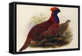 Temminck's Tragopan (Ceriornis Temminckii)-Henry Constantine Richter-Framed Stretched Canvas