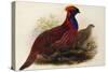 Temminck's Tragopan (Ceriornis Temminckii)-Henry Constantine Richter-Stretched Canvas