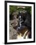 Temperance River State Park, Schroeder, Minnesota, USA-Peter Hawkins-Framed Photographic Print