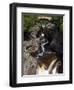 Temperance River State Park, Schroeder, Minnesota, USA-Peter Hawkins-Framed Photographic Print