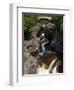 Temperance River State Park, Schroeder, Minnesota, USA-Peter Hawkins-Framed Photographic Print