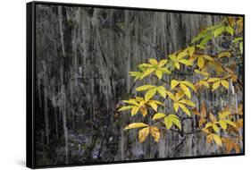 Temperate cloud forest near the glacier lake at  Mount Bawu Bameng, Yunnan, China-Staffan Widstrand/Wild Wonders of China-Framed Stretched Canvas