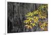 Temperate cloud forest near the glacier lake at  Mount Bawu Bameng, Yunnan, China-Staffan Widstrand/Wild Wonders of China-Framed Photographic Print