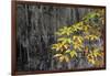 Temperate cloud forest near the glacier lake at  Mount Bawu Bameng, Yunnan, China-Staffan Widstrand/Wild Wonders of China-Framed Photographic Print