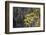 Temperate cloud forest near the glacier lake at  Mount Bawu Bameng, Yunnan, China-Staffan Widstrand/Wild Wonders of China-Framed Photographic Print