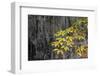 Temperate cloud forest near the glacier lake at  Mount Bawu Bameng, Yunnan, China-Staffan Widstrand/Wild Wonders of China-Framed Photographic Print