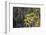 Temperate cloud forest near the glacier lake at  Mount Bawu Bameng, Yunnan, China-Staffan Widstrand/Wild Wonders of China-Framed Photographic Print